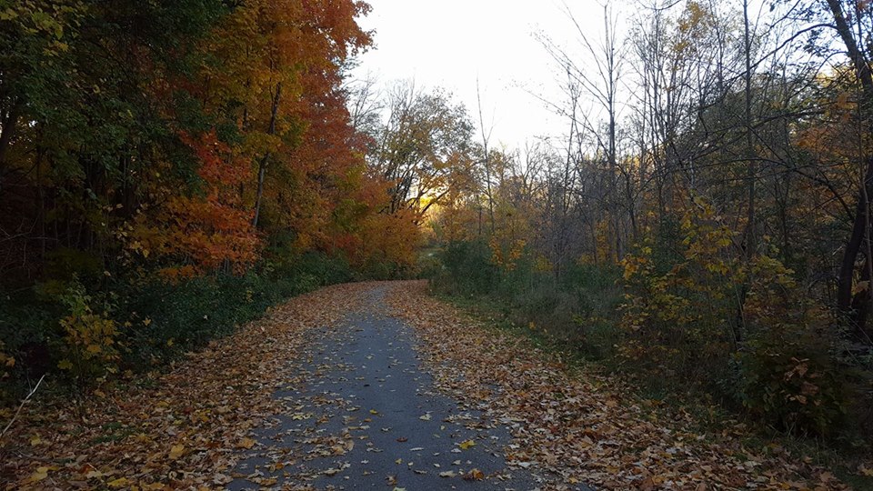 nature walk leaves fall