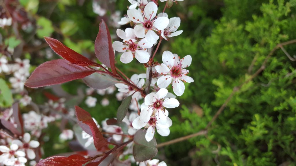 spring flowers