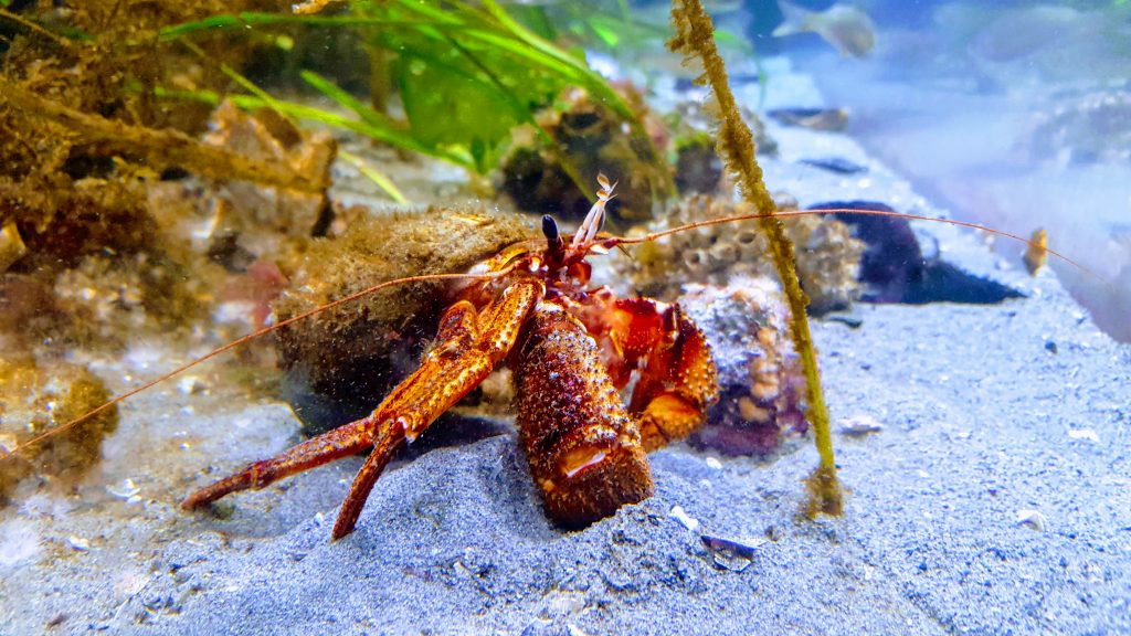 Vancouver Aquariam hermit crab