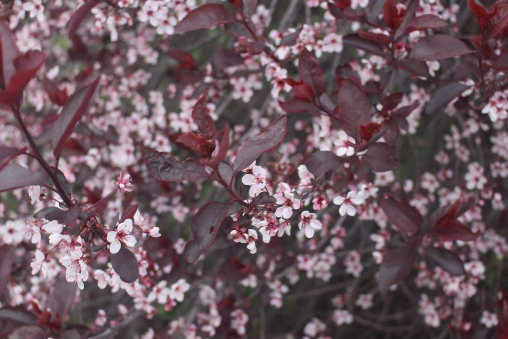cherry blossoms flowers
