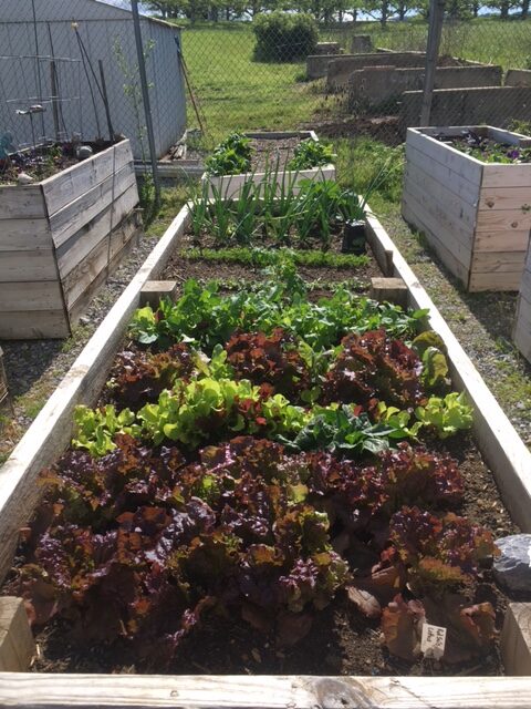 Community landscaping at The Glebe