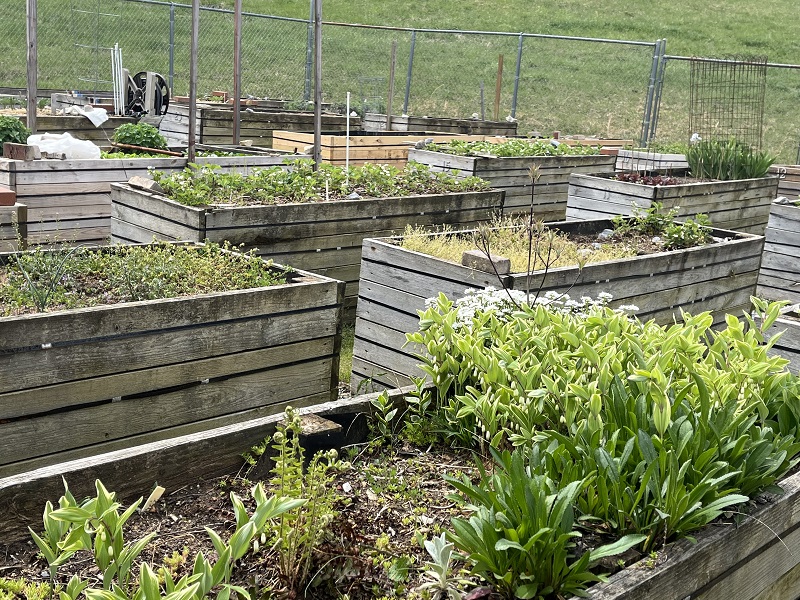 Community landscaping at The Glebe