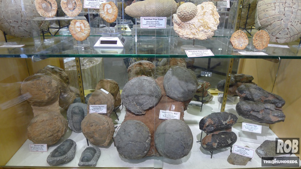 The World s Most Incredible Fossil and Mineral Shop The Hundreds