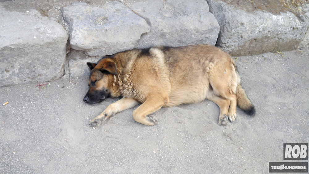 are dogs allowed in pompeii