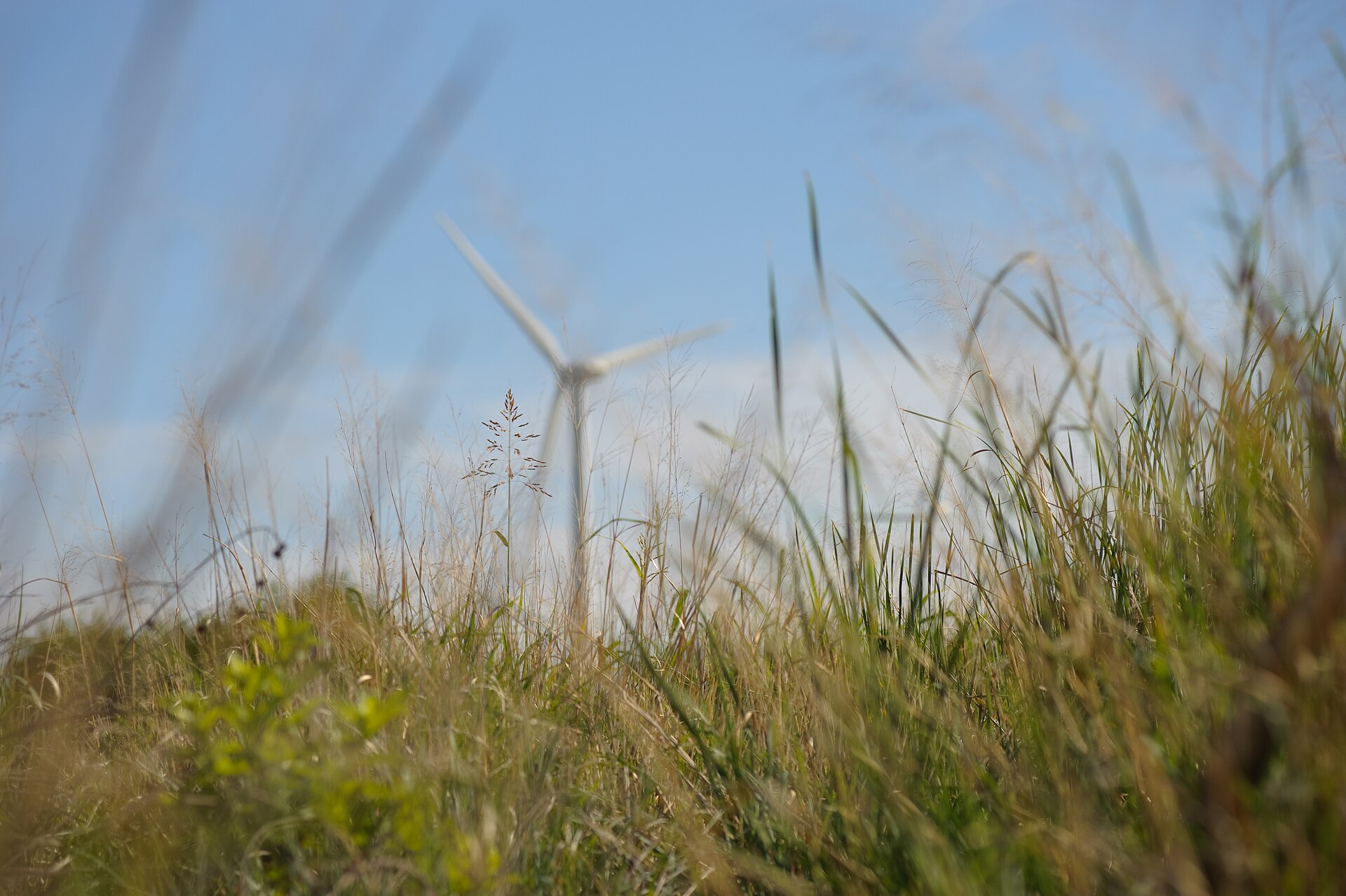 Wind turbines rising from West Texas rangeland, seen through tall grass