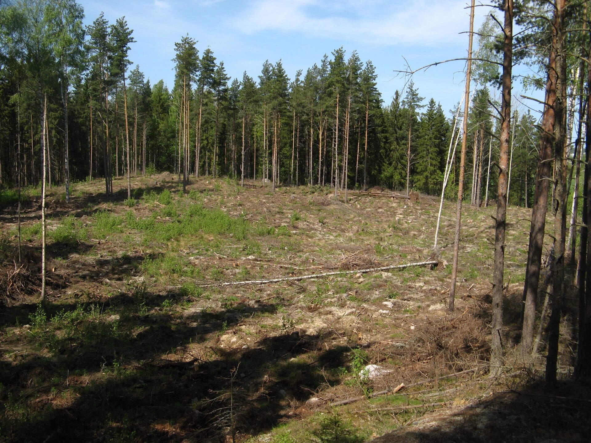 Una zona talada en un bosque de pinos de Finlandia; el suelo desbrozado se abre al cielo