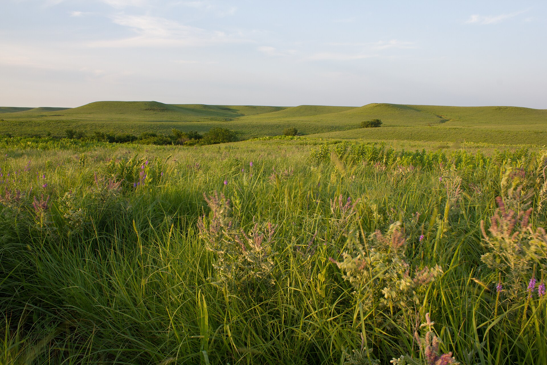 Tallgrass prairie and wildflowers in the Flint Hills of Kansas
