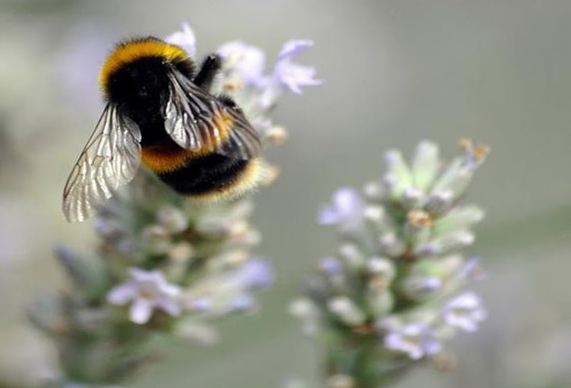 Bee