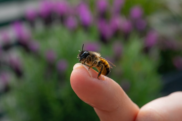 Flowers Bee