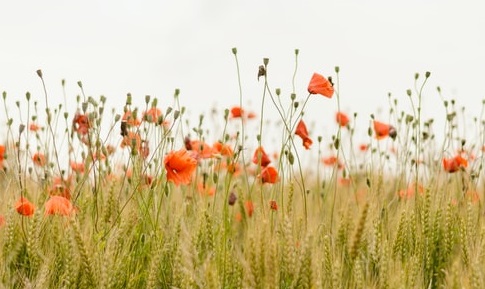 Calironian Poppy