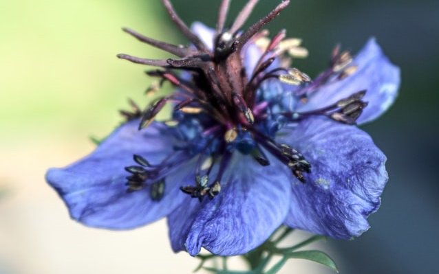 Love In a Mist