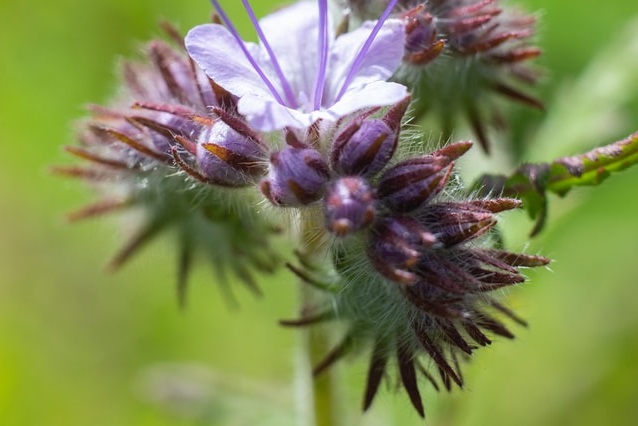 Phacelia