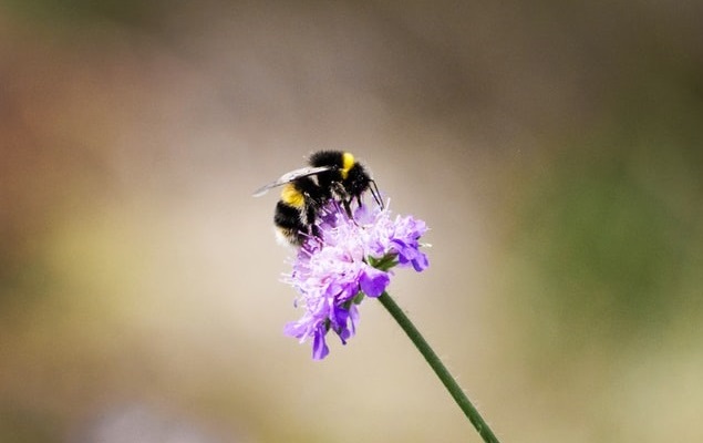 Scabious