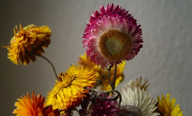 Strawflower