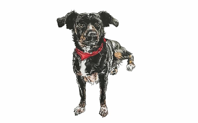 Hot Dog Illustrations