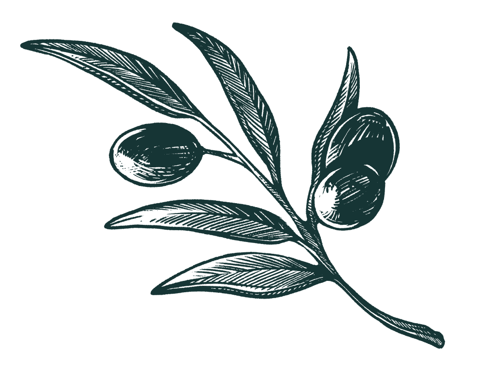 illustration of an olive branch