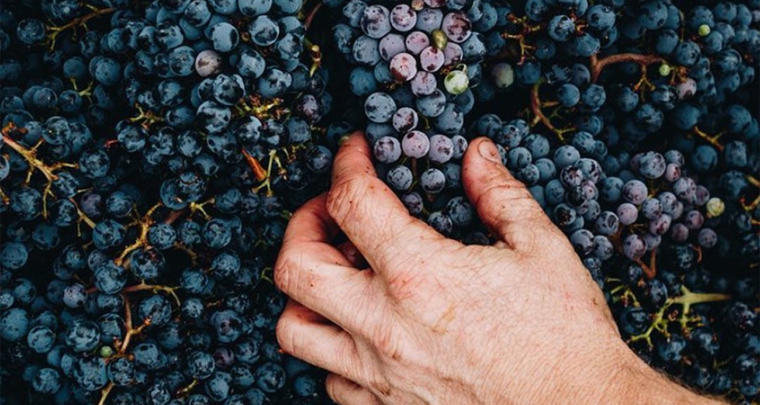 Grapes from Local Foods