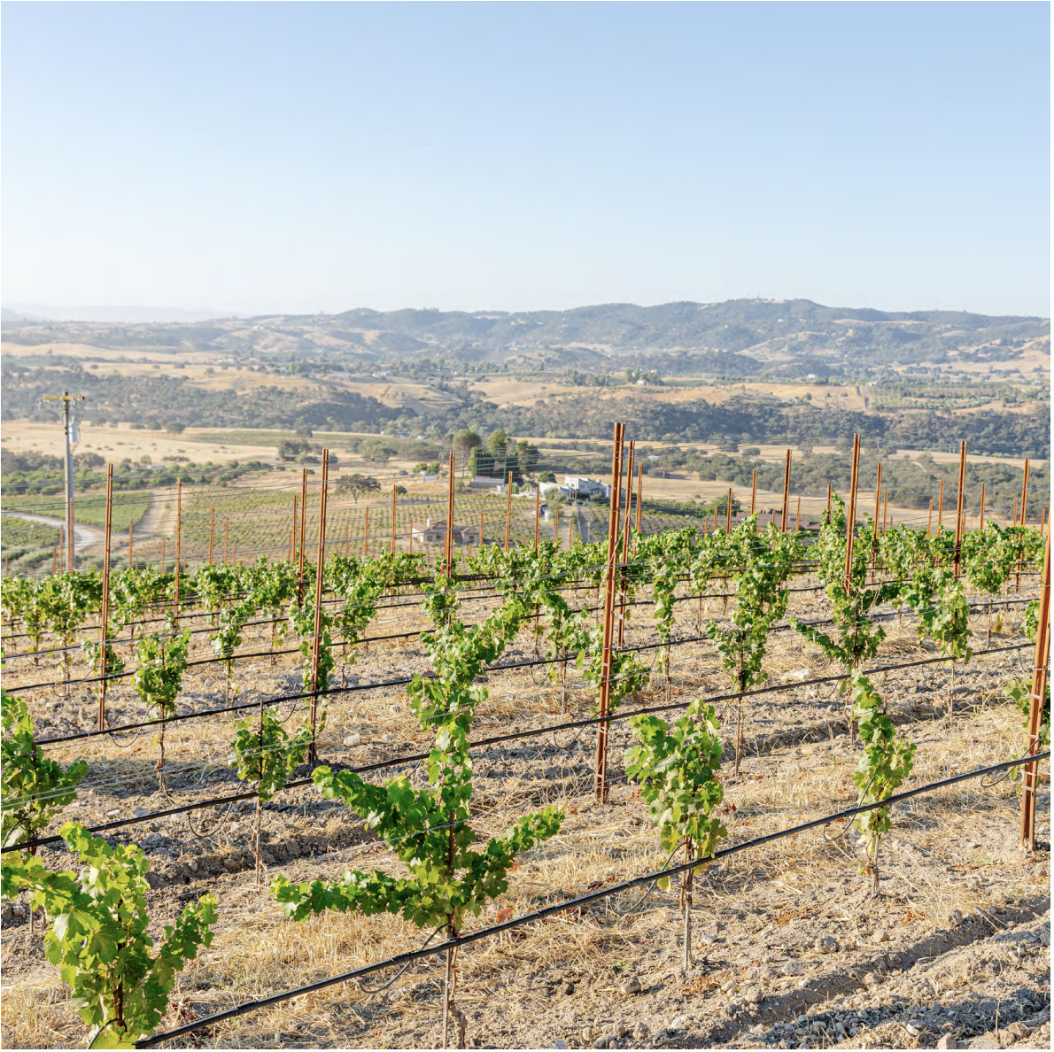 Field Recordings Vineyard