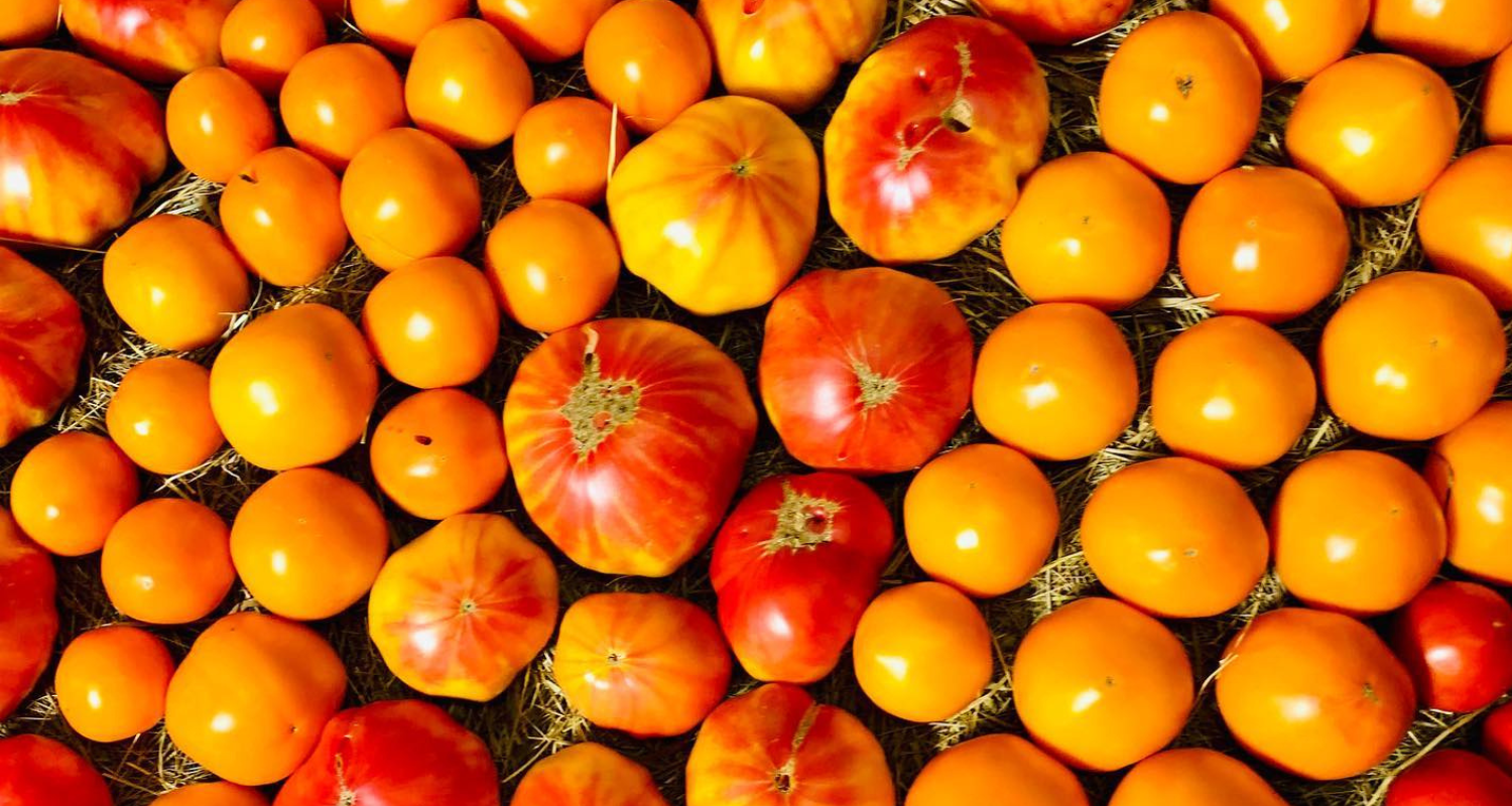 Tomatoes from Vintage Prairie Farms