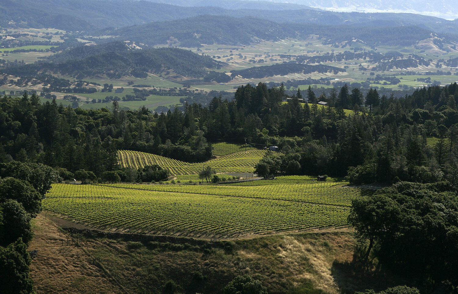 Landscape of Turley vineyards