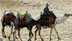 Camels Public Domain Photo