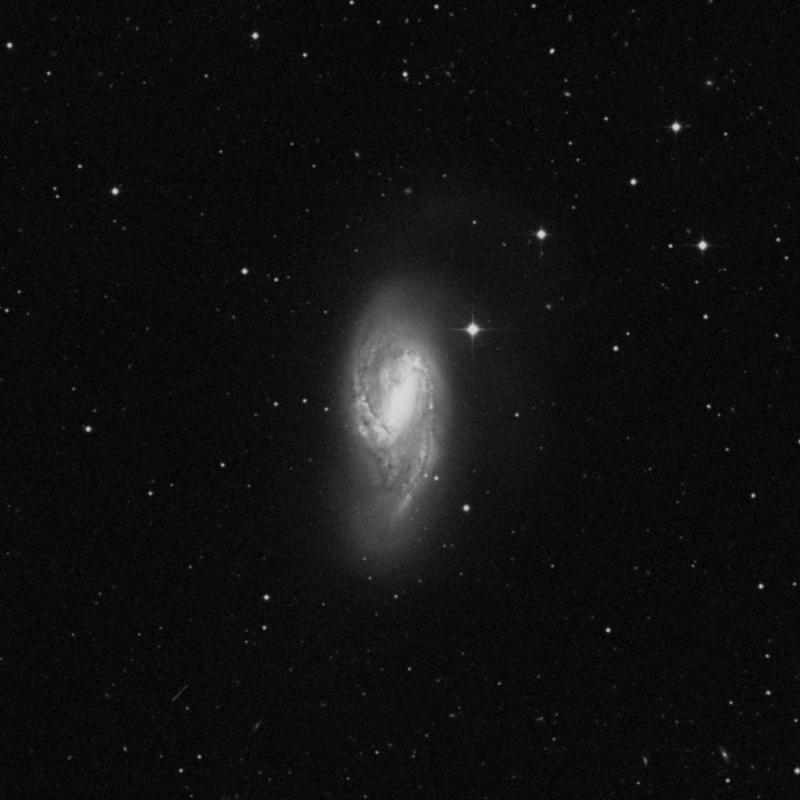 Image of Messier 66 (Leo Triplet) - Spiral Galaxy in Leo star
