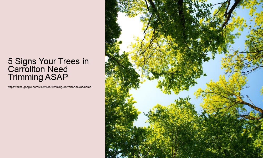 5 Signs Your Trees in Carrollton Need Trimming ASAP