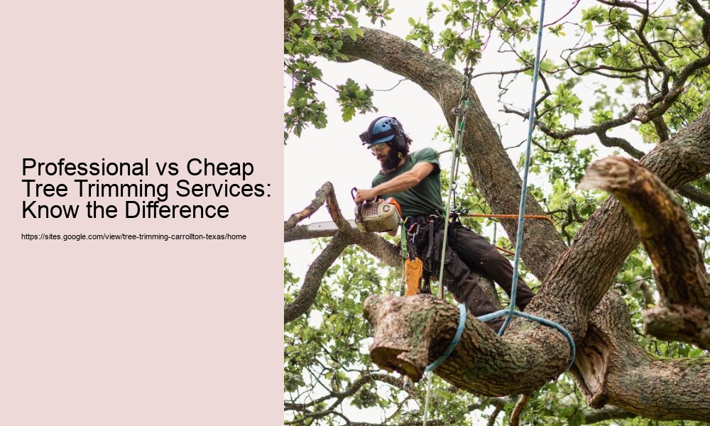 Professional vs Cheap Tree Trimming Services: Know the Difference