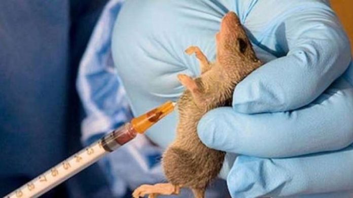 8ab97b76 lassa fever Lassa Fever Claims 29 Lives in 11 States