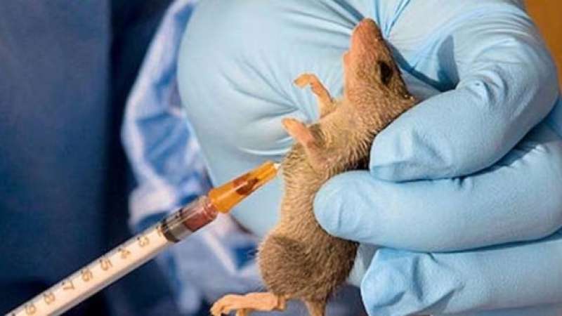 Image result for Four new cases of Lassa fever confirmed in three states