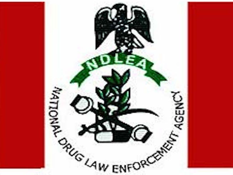 Image result for NDLEA