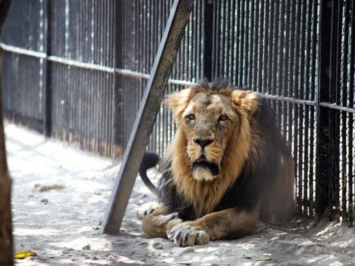 9fef8c9f lion Escaped Kano Lion Captured, Returned to Cage