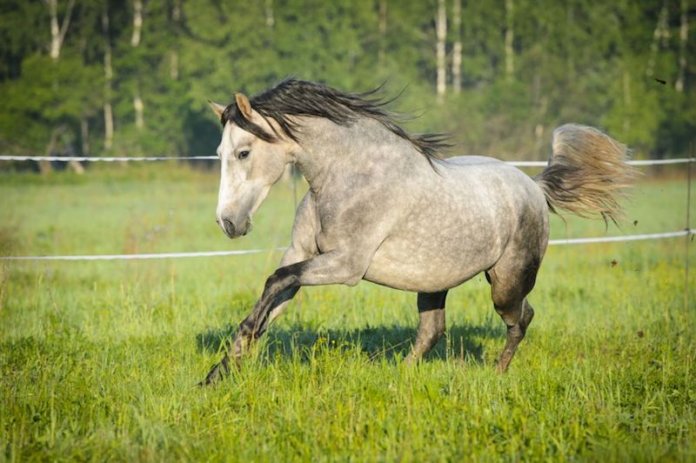 a932dfac horse THE HORSE HAS ALREADY BOLTED