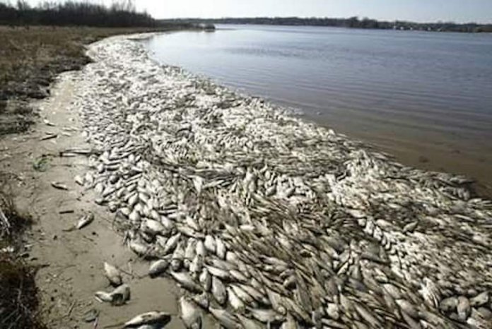 d351a1de img 20200416 wa0057 1 Thousands of Dead Fish Washed up on Rivers Shoreline