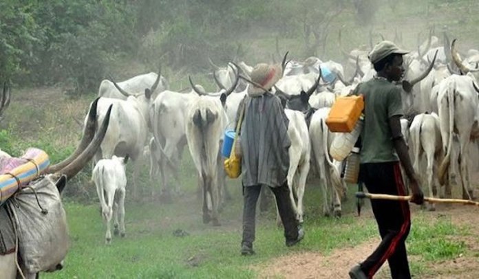 452f297b open grazing Despite Ban, Open Grazing Persists in Southern States