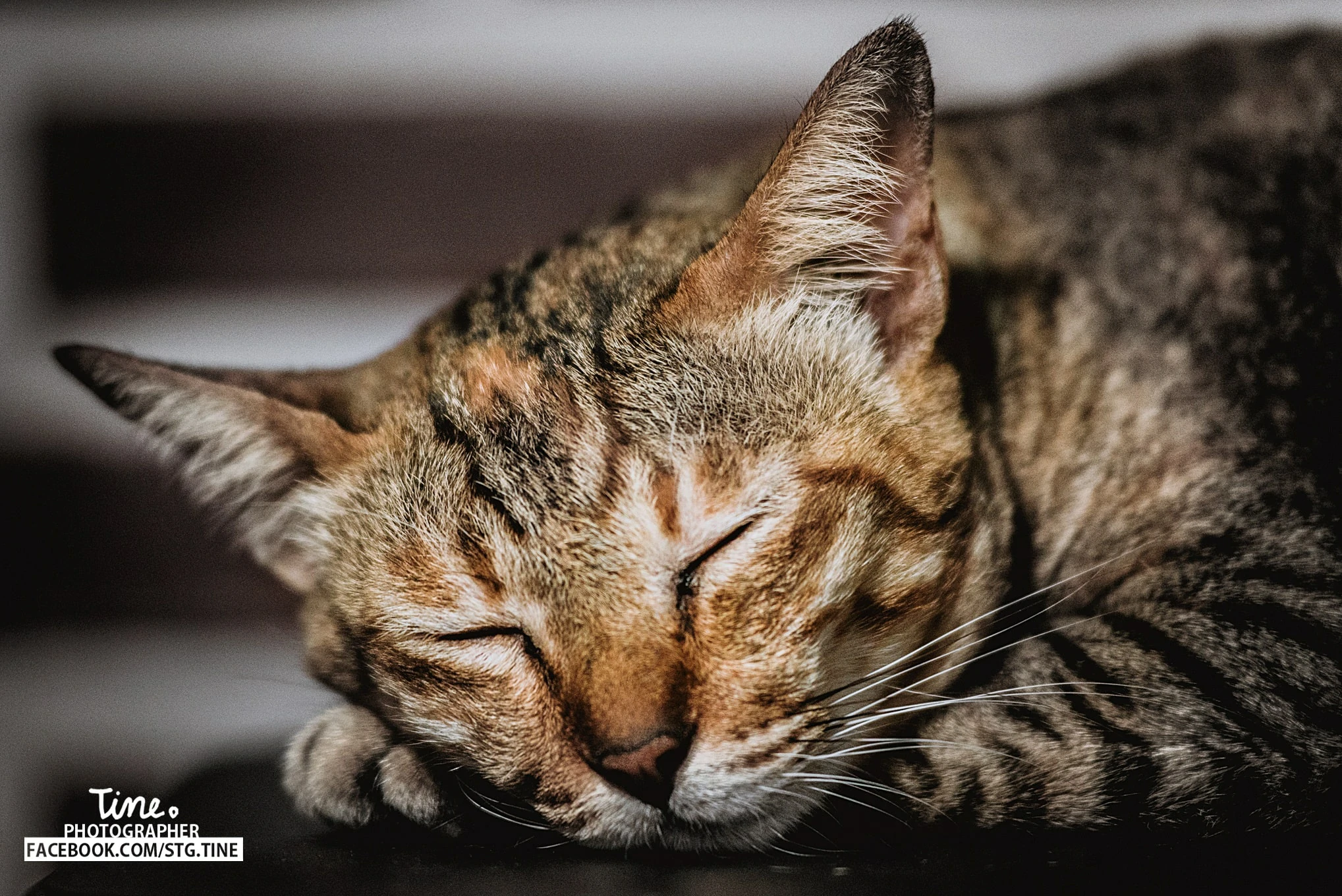 Thistine | Sittichok ouamsiri | sleeping cat