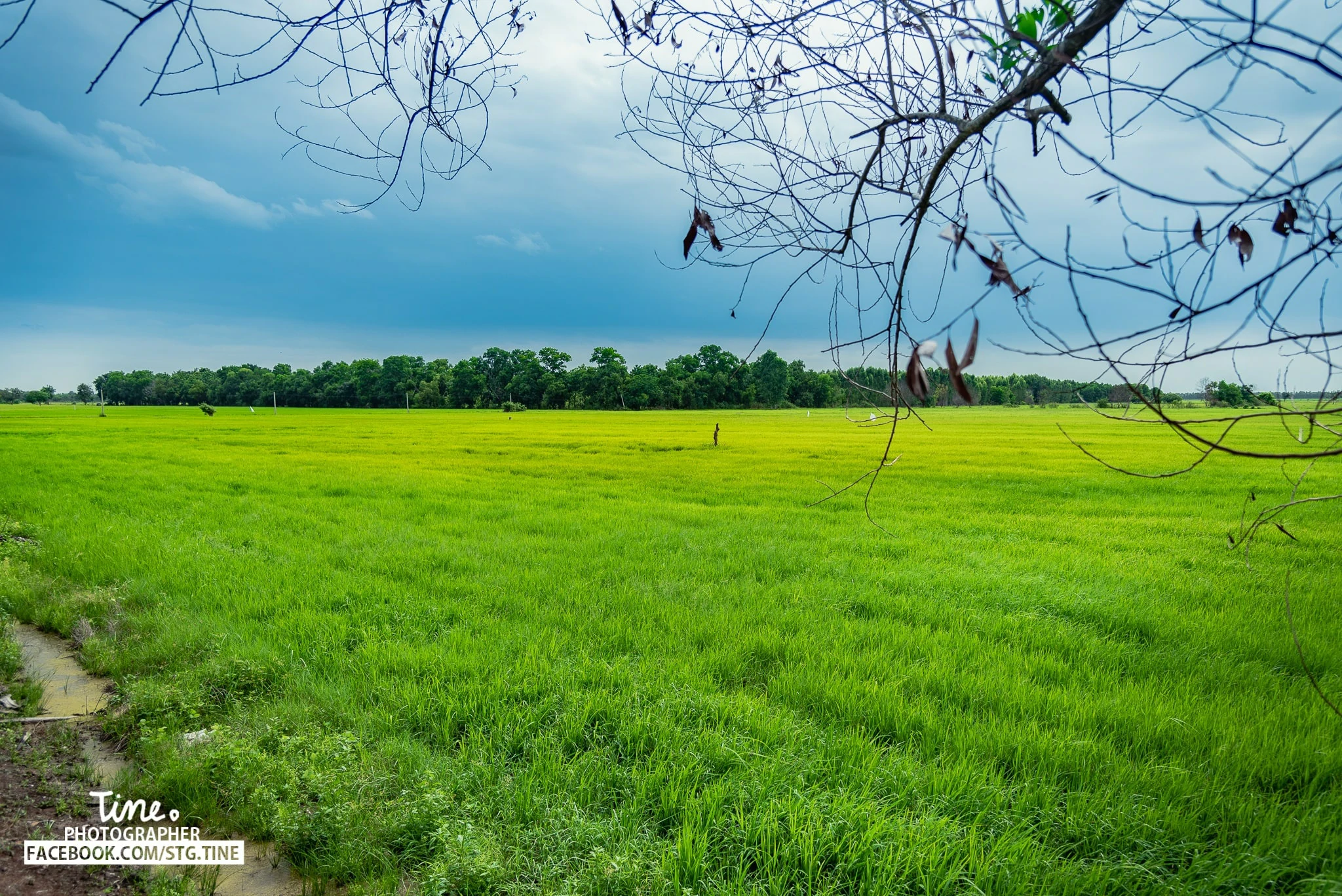 Thistine | Sittichok ouamsiri | countryside 2