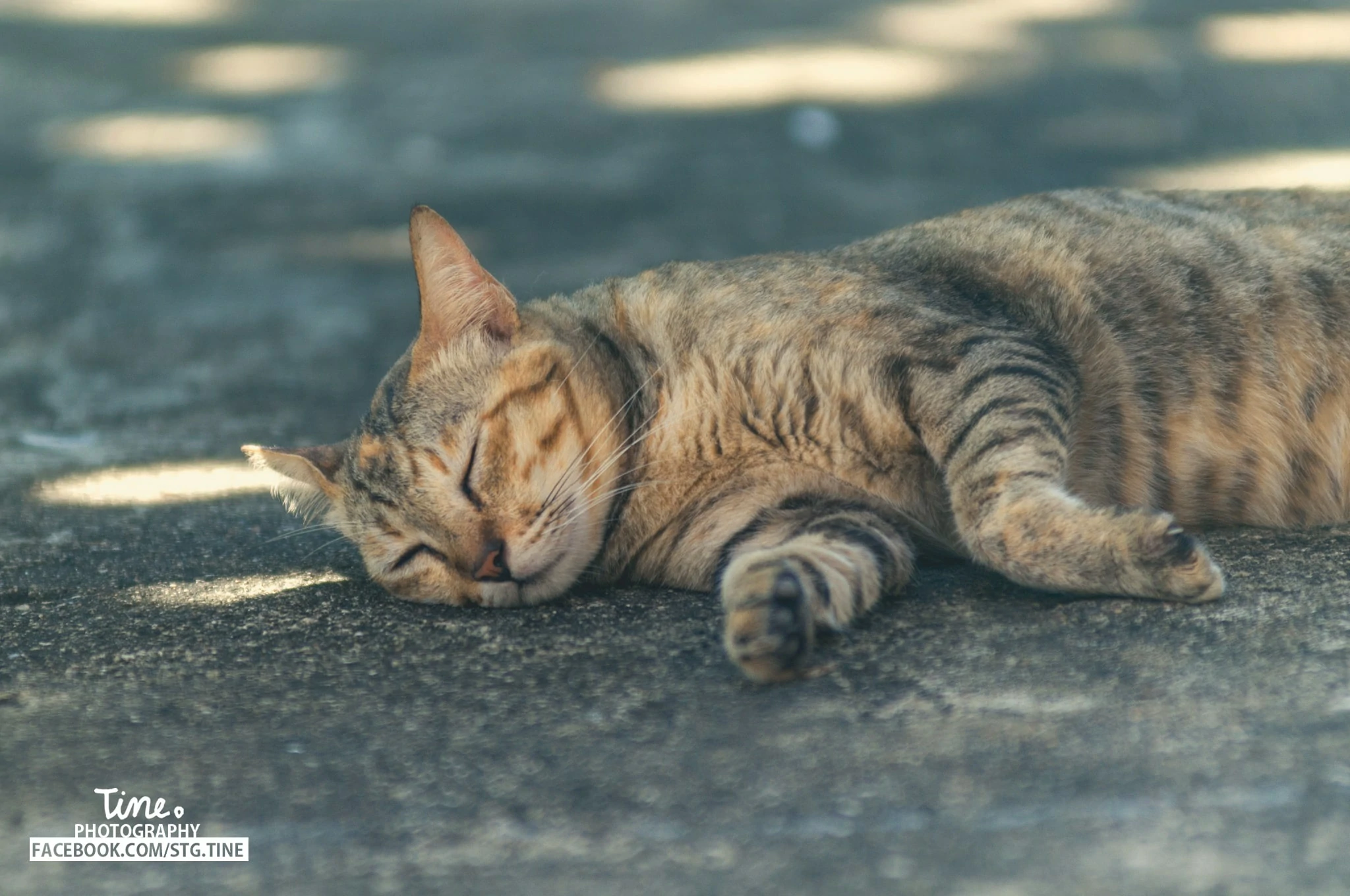 Thistine | Sittichok ouamsiri | sleeping cat 2