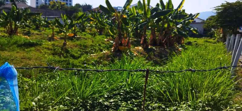  ที่ดิน สำหรับขาย ใน สุเทพ, เมืองเชียงใหม่, เชียงใหม่ - Image 13