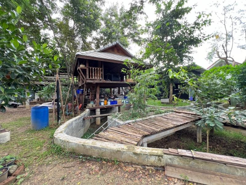 7 Bedroom House For Sale in Tha Sala, Mueang Chiang Mai, Chiang Mai - Image 13
