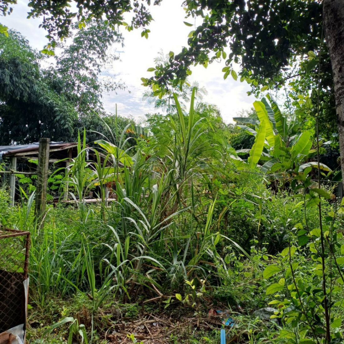  Land For Sale in Pa Phai, San Sai, Chiang Mai - Image 12