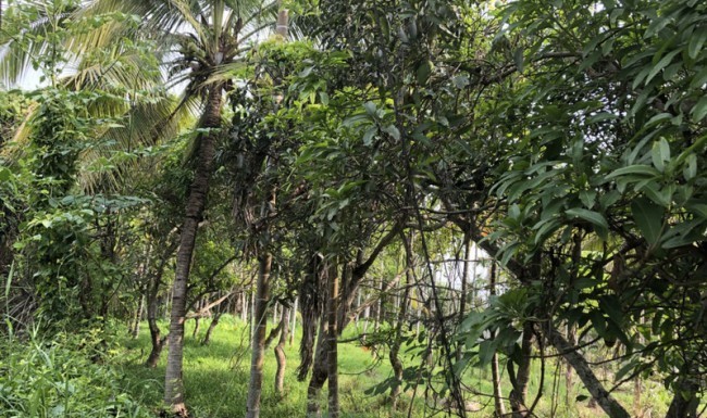  Land For Sale in Nong Han, San Sai, Chiang Mai - Image 2
