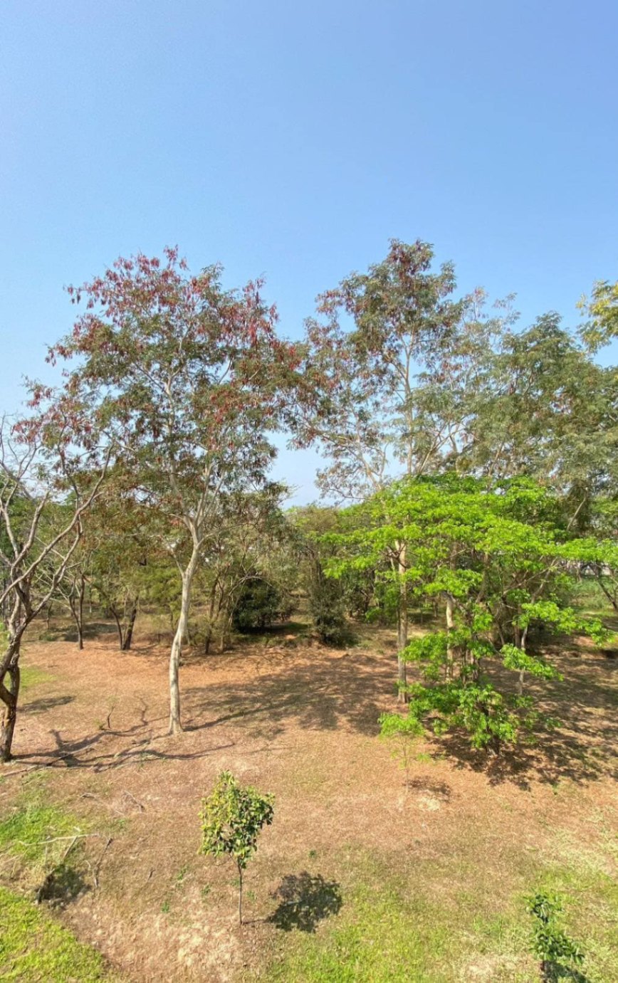 Monotown 3 - San Phi Suea - Image 12