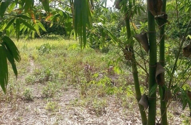  Land For Sale in Nam Phrae, Hang Dong, Chiang Mai - Image 2