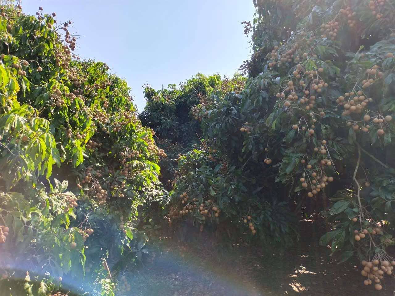  Land For Sale in Mae Win, Mae Wang, Chiang Mai - Image 5