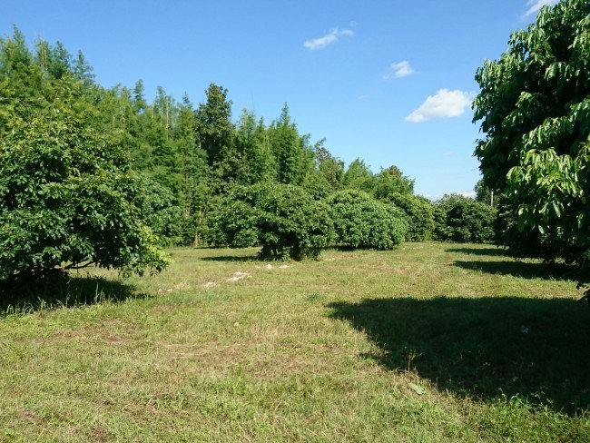  Land For Sale in Nam Phrae, Hang Dong, Chiang Mai - Image 2