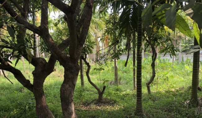  Land For Sale in Nong Han, San Sai, Chiang Mai - Image 1
