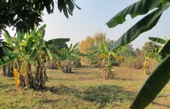  Land For Sale in Mae Raem, Mae Rim, Chiang Mai - Image 12