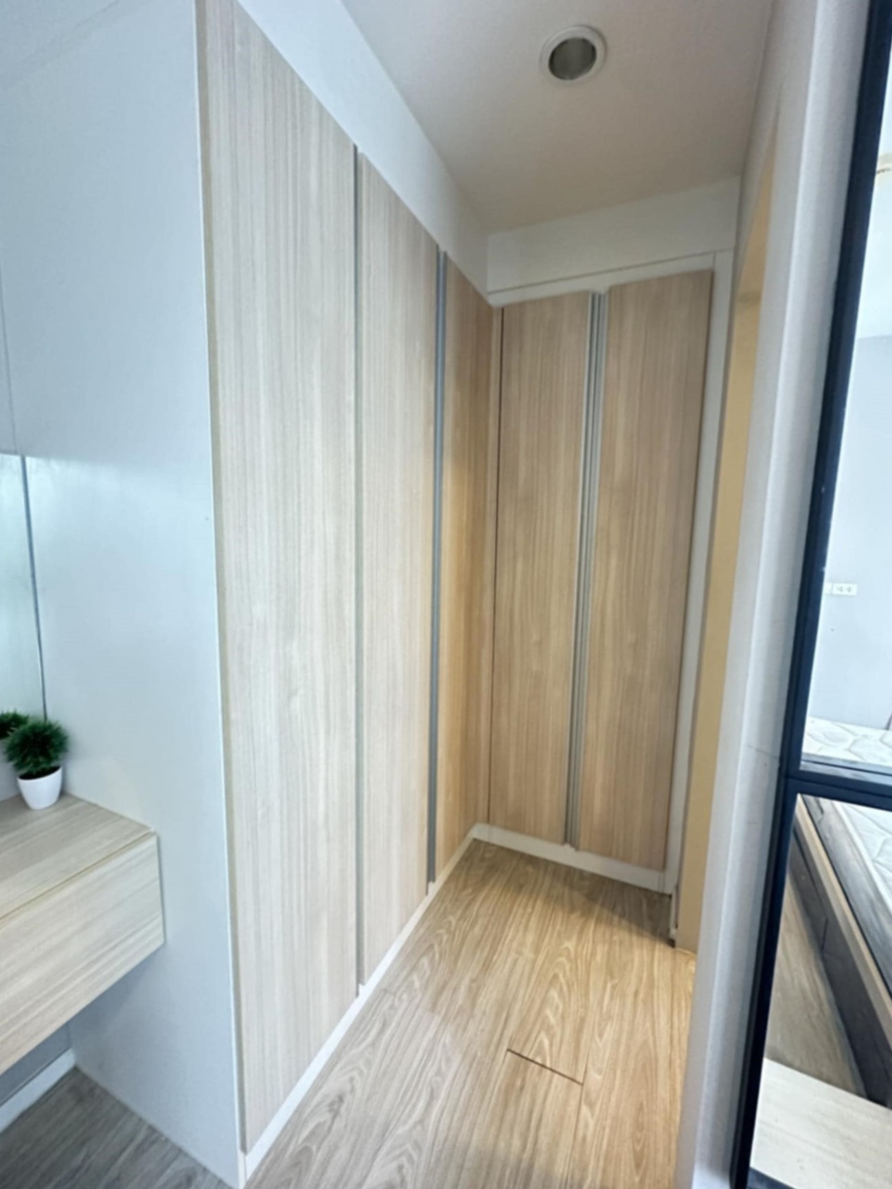 Palm Springs Areca - Image 6