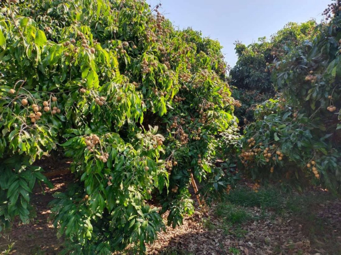  Land For Sale in Mae Win, Mae Wang, Chiang Mai - Image 4